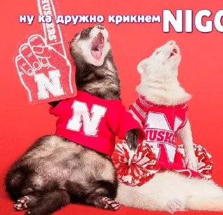Sticker from Больше хорьков богу хорьков