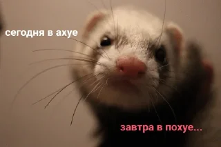Sticker from Больше хорьков богу хорьков