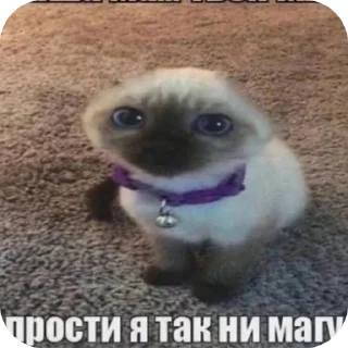 🐶 emoji Ohh..I'm a star @Cherrytttaste Telegram sticker 17 of 42