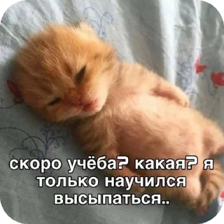 🐱 emoji Ohh..I'm a star @Cherrytttaste Telegram sticker 12 of 42