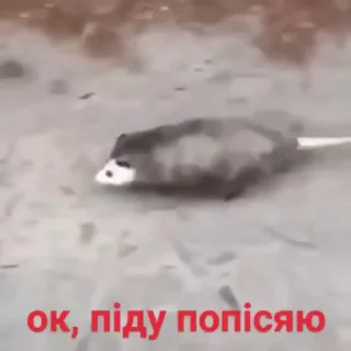 🌟 emoji русня хуйня🚬👀 Telegram sticker 24 of 50