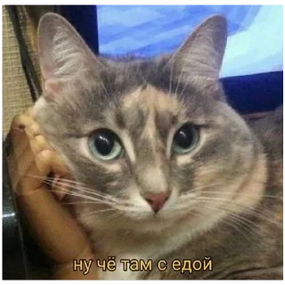 🍖 emoji Абобусы Лэгаси Telegram sticker 5 of 24