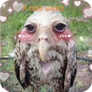 🐦 emoji ᬊ᭄▒༺𓆩  Птичканутые  𓆪༻▒ᬊ᭄ Telegram sticker 15 of 38