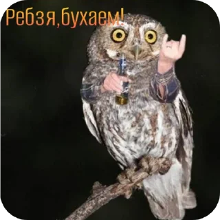 🐦 emoji ᬊ᭄▒༺𓆩  Птичканутые  𓆪༻▒ᬊ᭄ Telegram sticker 21 of 38