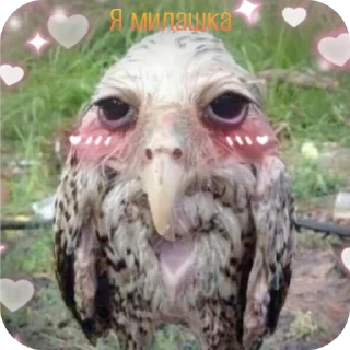🐦 emoji ᬊ᭄▒༺𓆩  Птичканутые  𓆪༻▒ᬊ᭄ Telegram sticker 14 of 38