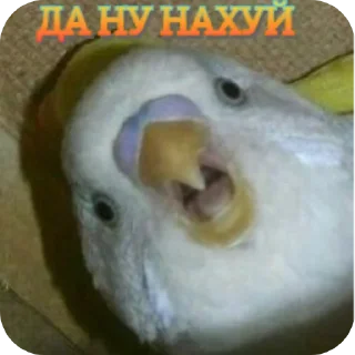 🐦 emoji ᬊ᭄▒༺𓆩  Птичканутые  𓆪༻▒ᬊ᭄ Telegram sticker 8 of 38