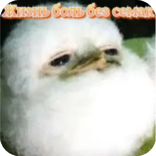 🖼 emoji ᬊ᭄▒༺𓆩  Птичканутые  𓆪༻▒ᬊ᭄ Telegram sticker 9 of 38