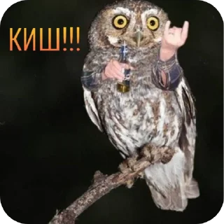 🐦 emoji ᬊ᭄▒༺𓆩  Птичканутые  𓆪༻▒ᬊ᭄ Telegram sticker 22 of 38