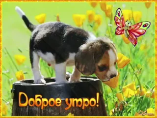 🌟 emoji просто добрые собачки:3 Telegram sticker 1 of 31