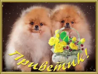 🌟 emoji просто добрые собачки:3 Telegram sticker 5 of 31