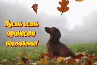 🌟 emoji просто добрые собачки:3 Telegram sticker 11 of 31