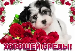 🌟 emoji просто добрые собачки:3 Telegram sticker 20 of 31