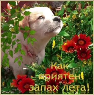 🌟 emoji просто добрые собачки:3 Telegram sticker 10 of 31