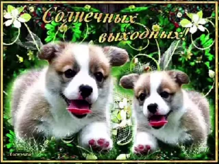 🌟 emoji просто добрые собачки:3 Telegram sticker 12 of 31