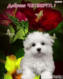 🌟 emoji просто добрые собачки:3 Telegram sticker 21 of 31