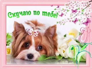 🌟 emoji просто добрые собачки:3 Telegram sticker 7 of 31