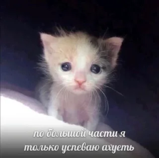 Sticker from жизнь