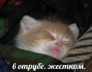 Sticker from жизнь