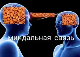 🌰 emoji Больше стикеров 👉🏻 @stickertg4 Telegram sticker 12 of 85