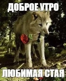 🐺 emoji Больше стикеров 👉🏻 @stickertg4 Telegram sticker 6 of 85