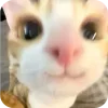 Sticker from Kitty