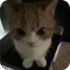 Sticker from Kitty