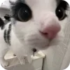 Sticker from Kitty