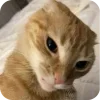 Sticker from Kitty