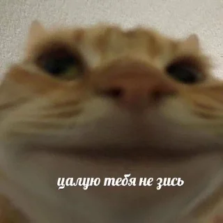 🌟 emoji бебронюх Telegram sticker 22 of 89