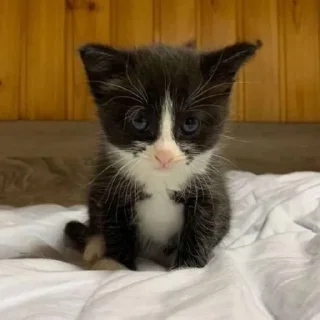 🌟 emoji bankai_zayka Telegram sticker 1 of 45