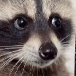 Sticker from raccoons