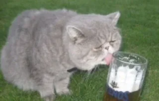 🌟 emoji Котики+мемы=милота Telegram sticker 15 of 120