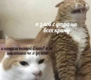 🌟 emoji Котики+мемы=милота Telegram sticker 23 of 120