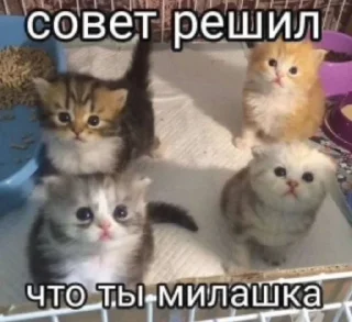 🌟 emoji Котики+мемы=милота Telegram sticker 18 of 120