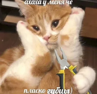 🌟 emoji Котики+мемы=милота Telegram sticker 19 of 120