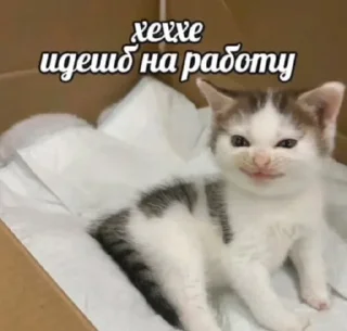 🌟 emoji Котики+мемы=милота Telegram sticker 10 of 120