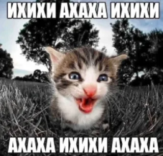 🌟 emoji Котики+мемы=милота Telegram sticker 17 of 120