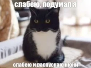 ❤️ emoji Котики+мемы=милота Telegram sticker 13 of 120