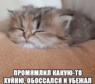 🌟 emoji Котики+мемы=милота Telegram sticker 11 of 120