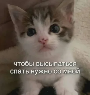 🌟 emoji Котики+мемы=милота Telegram sticker 5 of 120