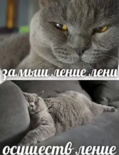 🌟 emoji Котики+мемы=милота Telegram sticker 7 of 120