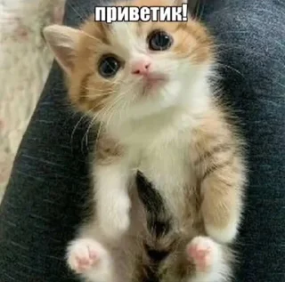 Sticker from сочные киски