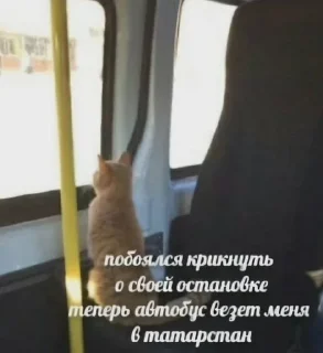 Sticker from Котики+мемы=милота