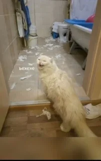🌟 emoji Котики+мемы=милота Telegram sticker 14 of 120