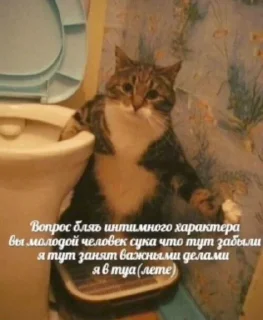 🌟 emoji Котики+мемы=милота Telegram sticker 9 of 120