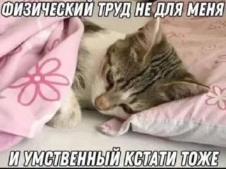 🌟 emoji Котики+мемы=милота Telegram sticker 24 of 120