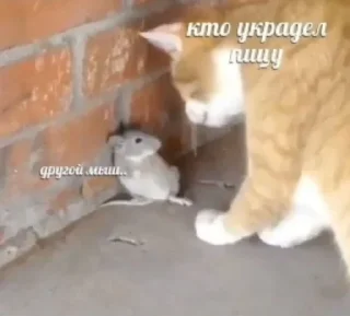 🌟 emoji Котики+мемы=милота Telegram sticker 20 of 120
