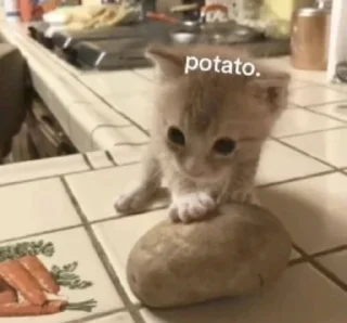 🌟 emoji Котики+мемы=милота Telegram sticker 16 of 120