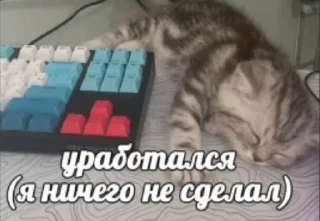 🌟 emoji Котики+мемы=милота Telegram sticker 12 of 120