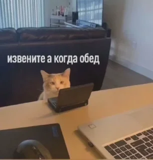 Sticker from Котики+мемы=милота